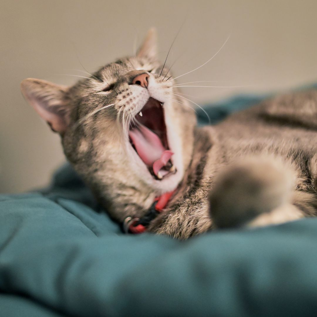 a cat yawning while laying on a pillow