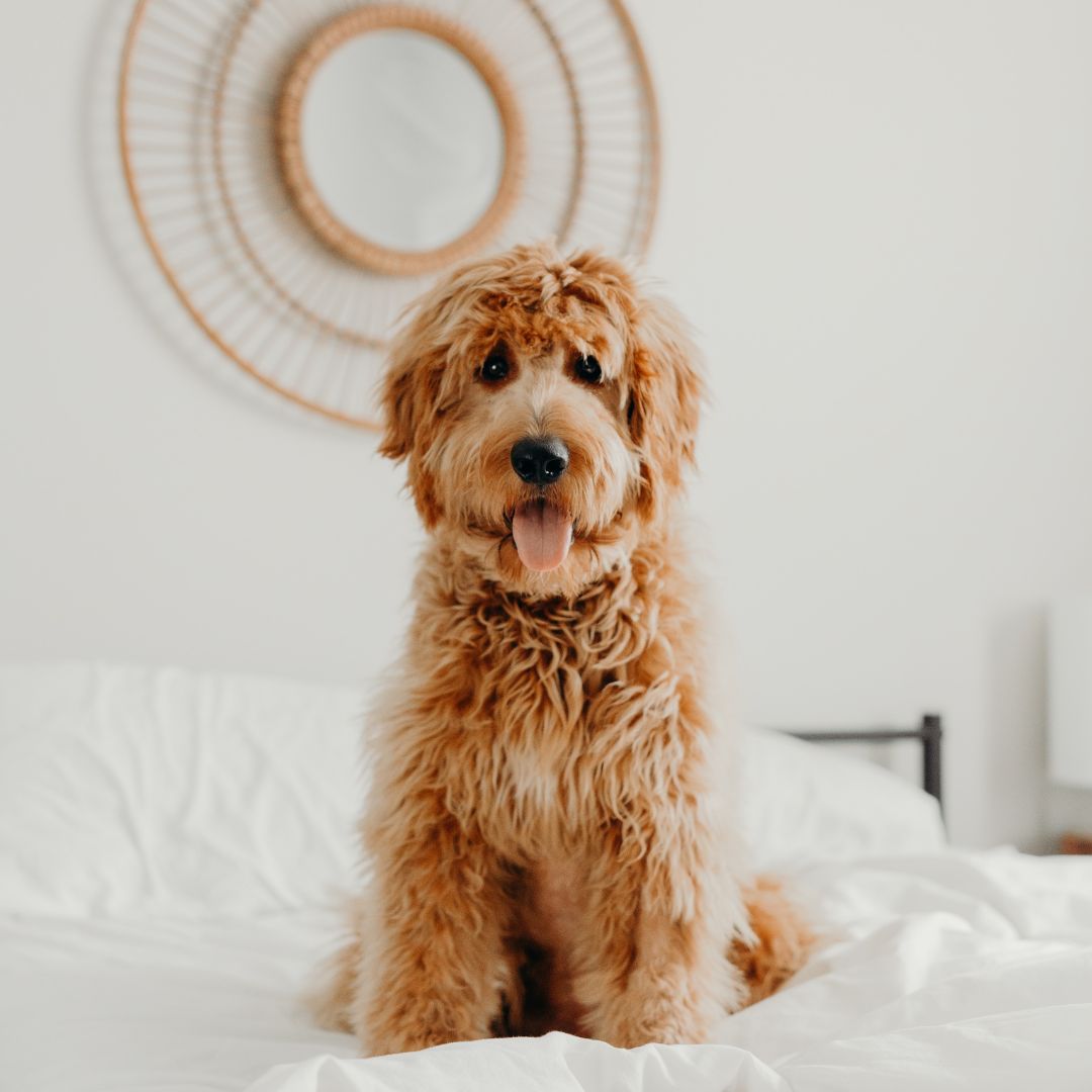 a fluffy golden dog on a bed