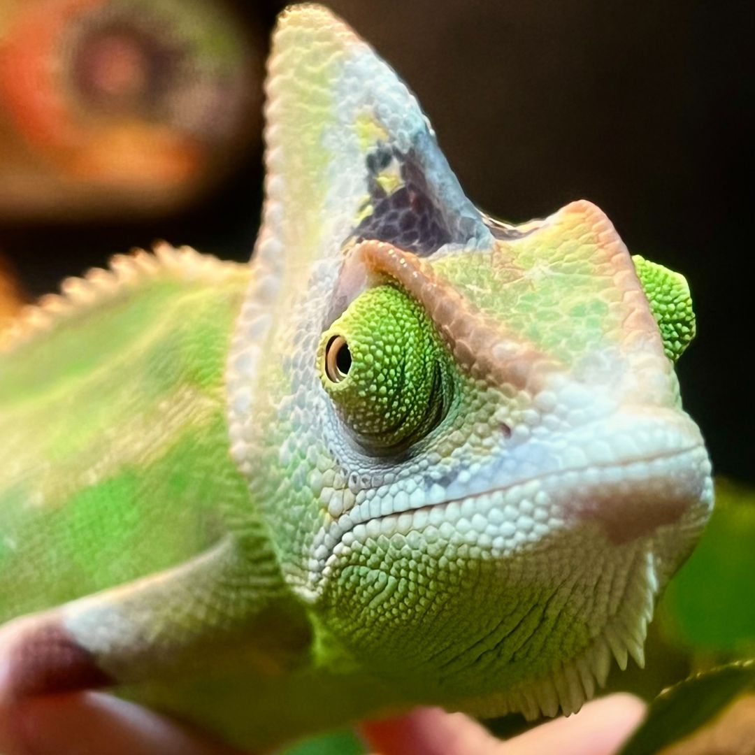 a chameleon