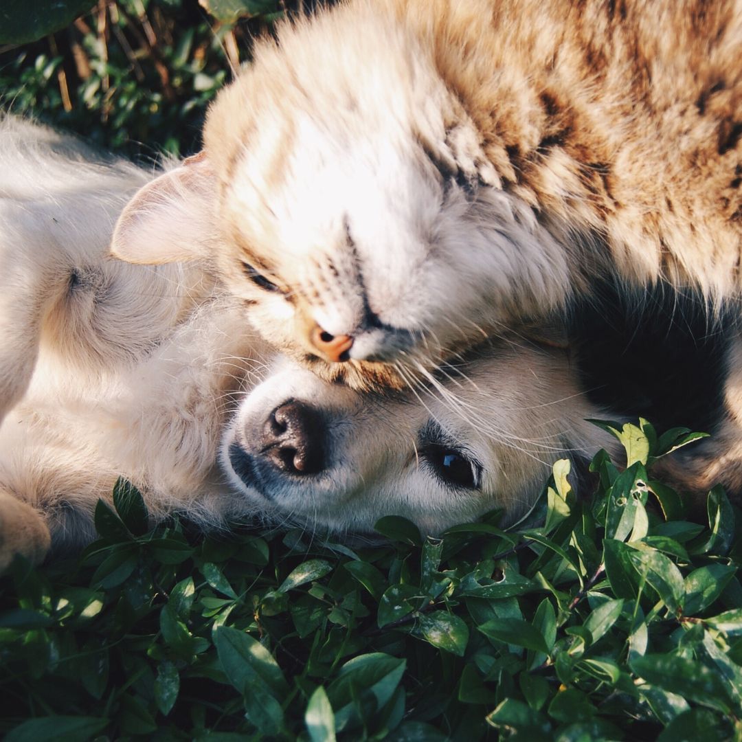a cat rubbing happily on a dog outside