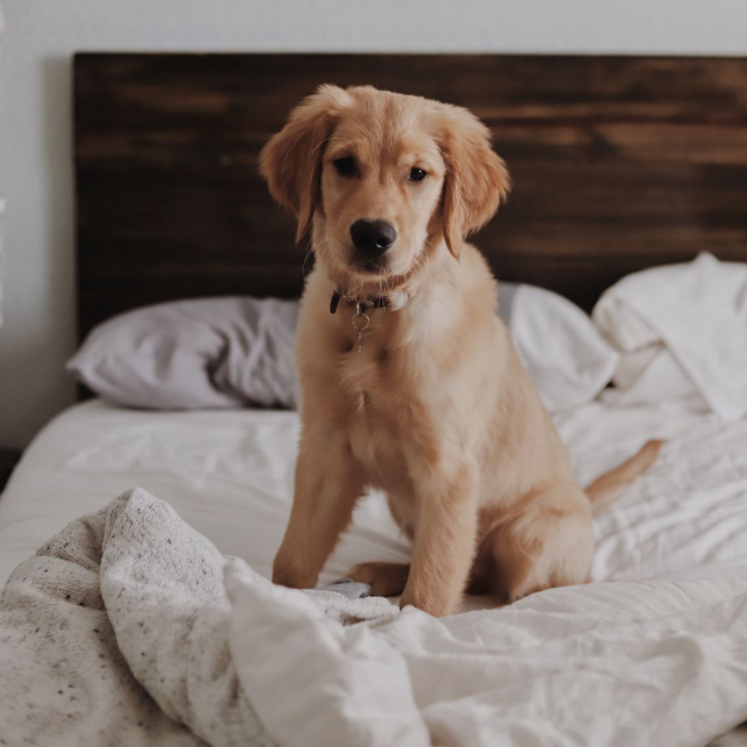 a golden puppy sitting on a bed