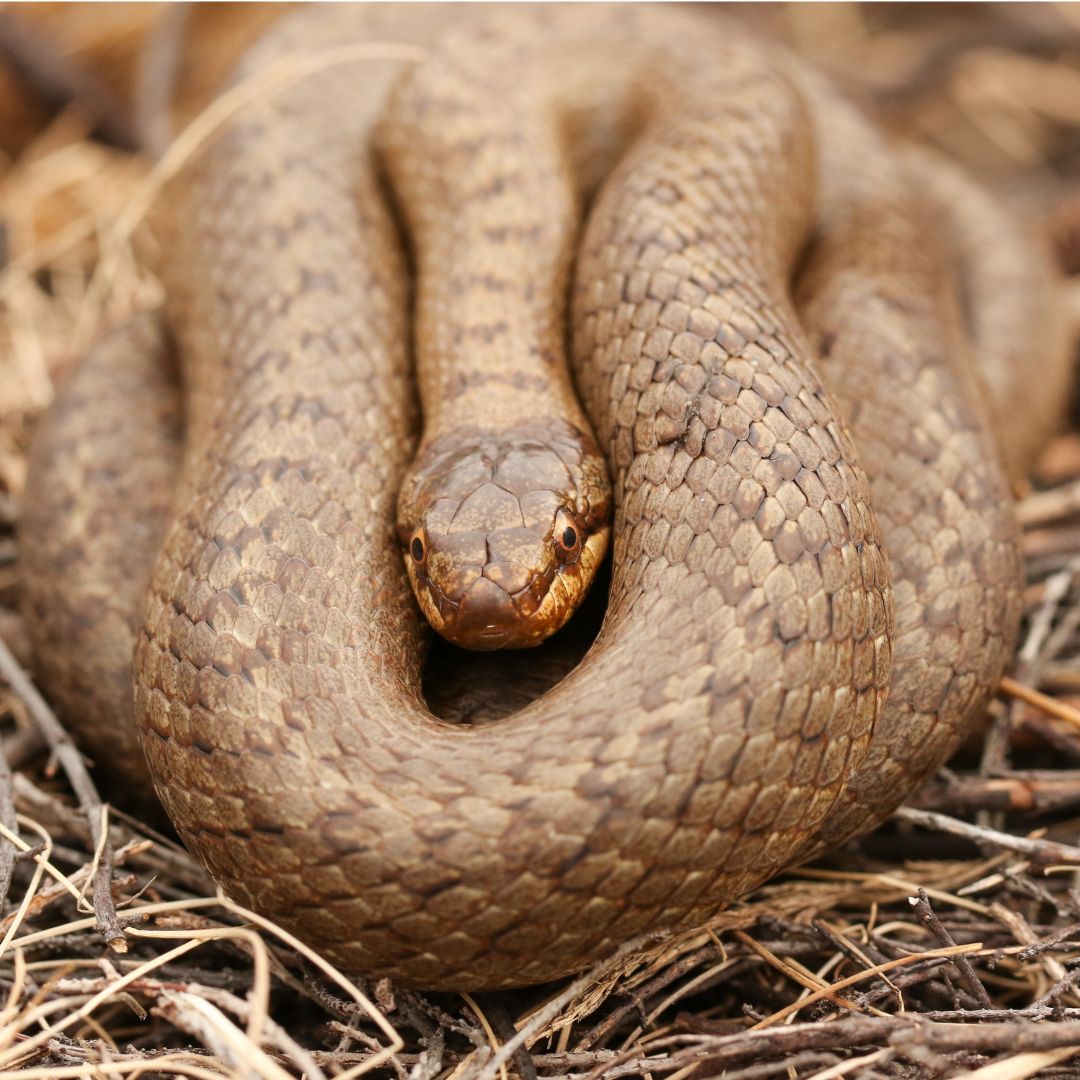 a coiled up snake laying in a habitat