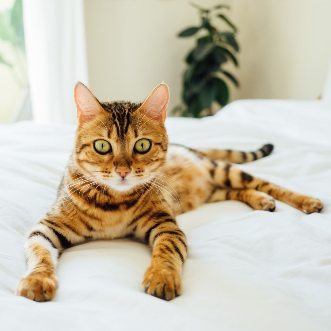 a bangle cat laying on a bed