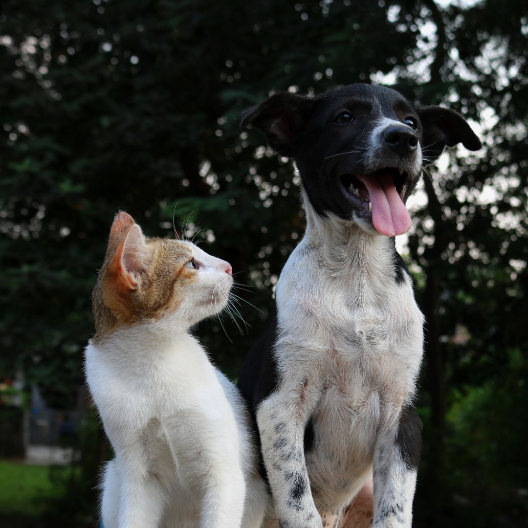 a dog and cat sitting together