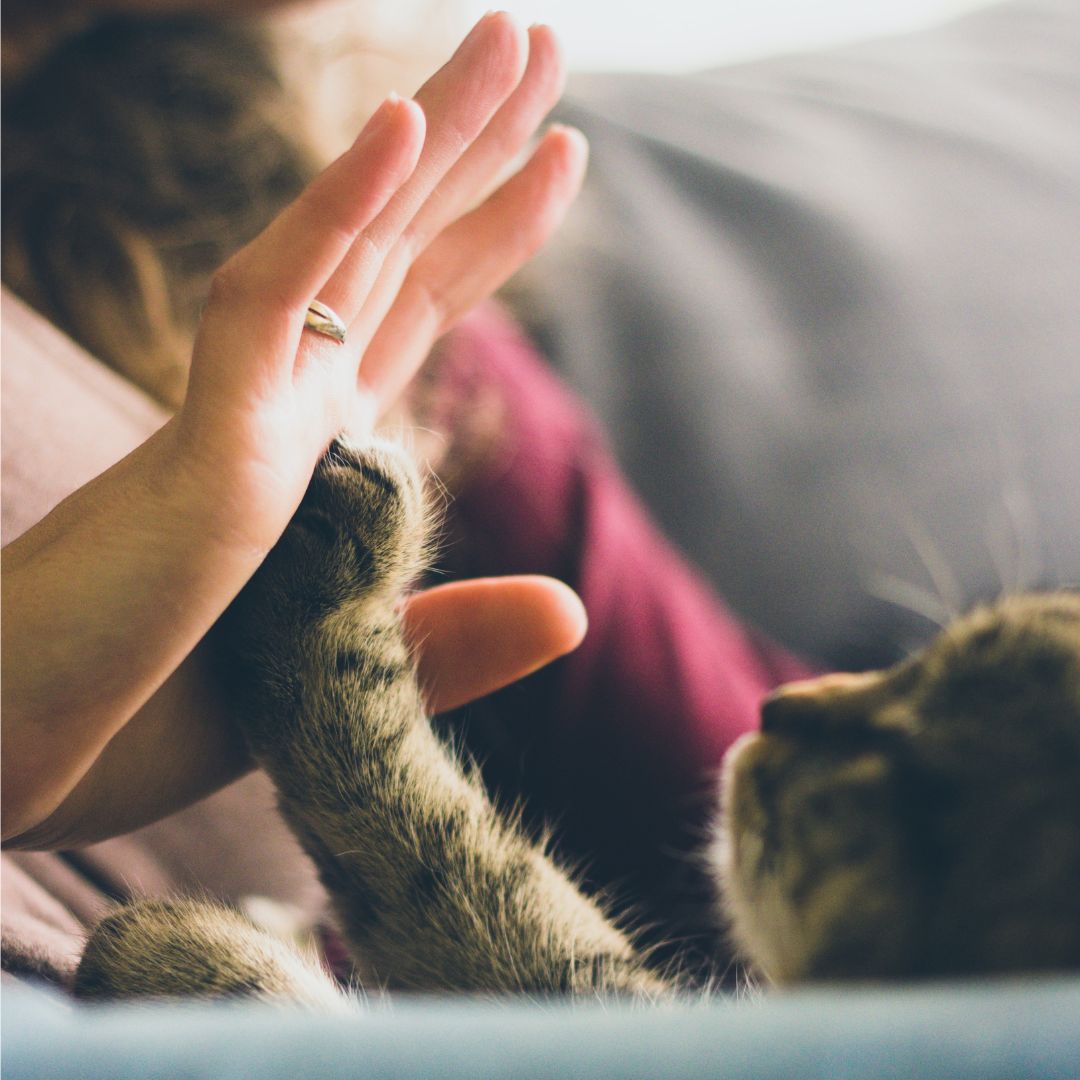 a cat giving a woman a high five