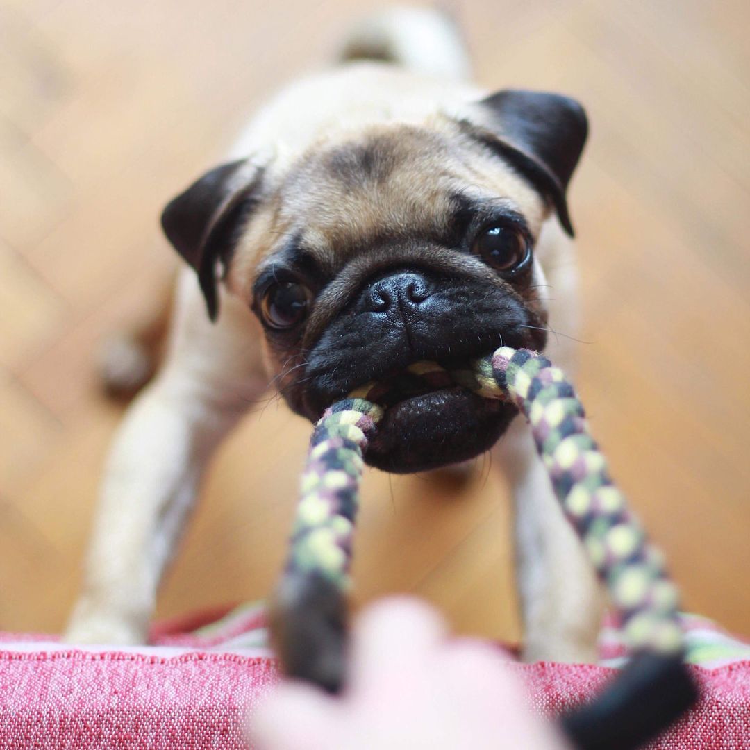 a pug puppy playing tug-o-war with a rope toy