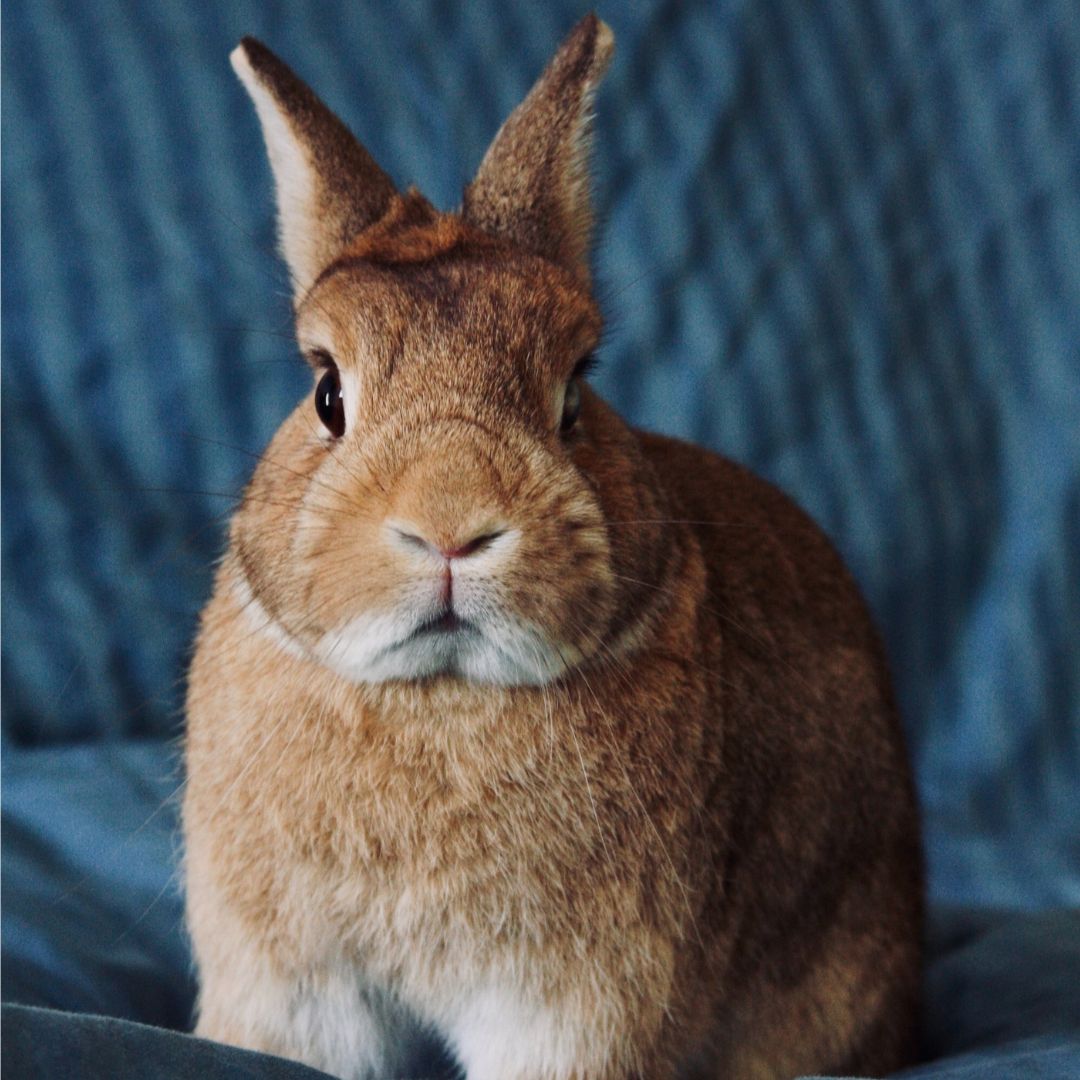 a pet rabbit on a bed