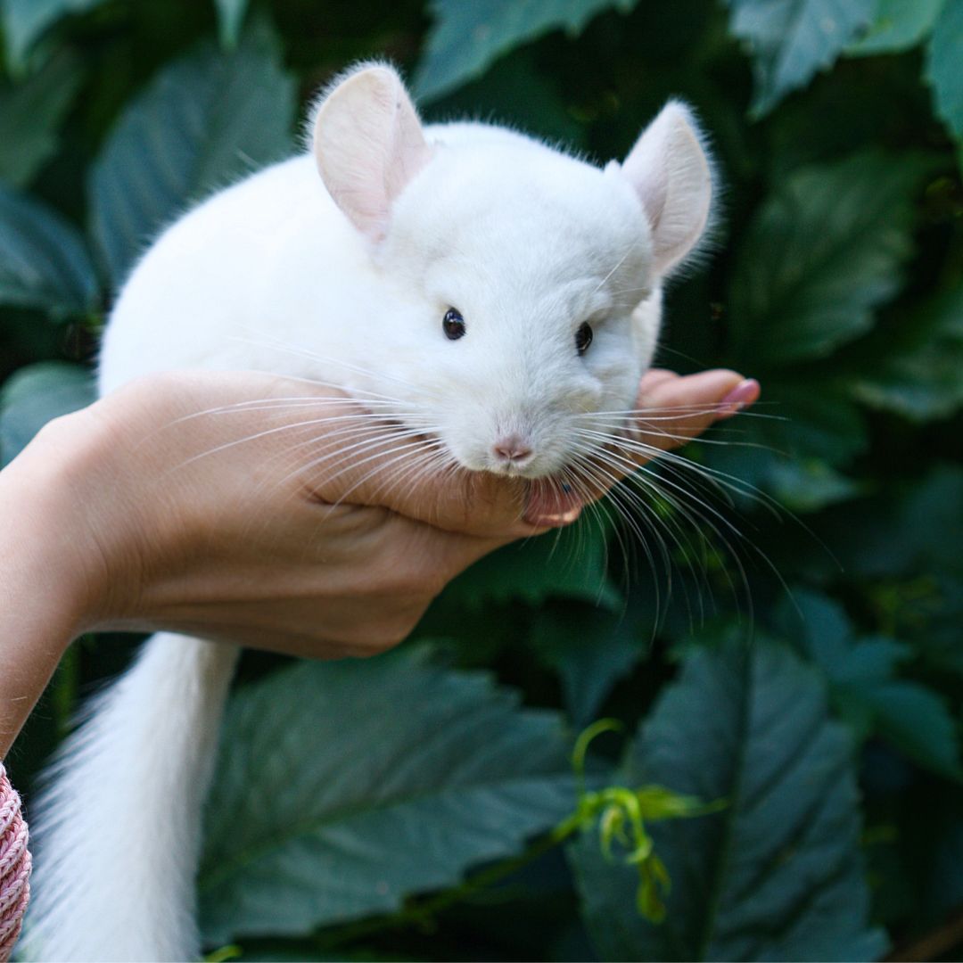 a person holding a pet chinchilla