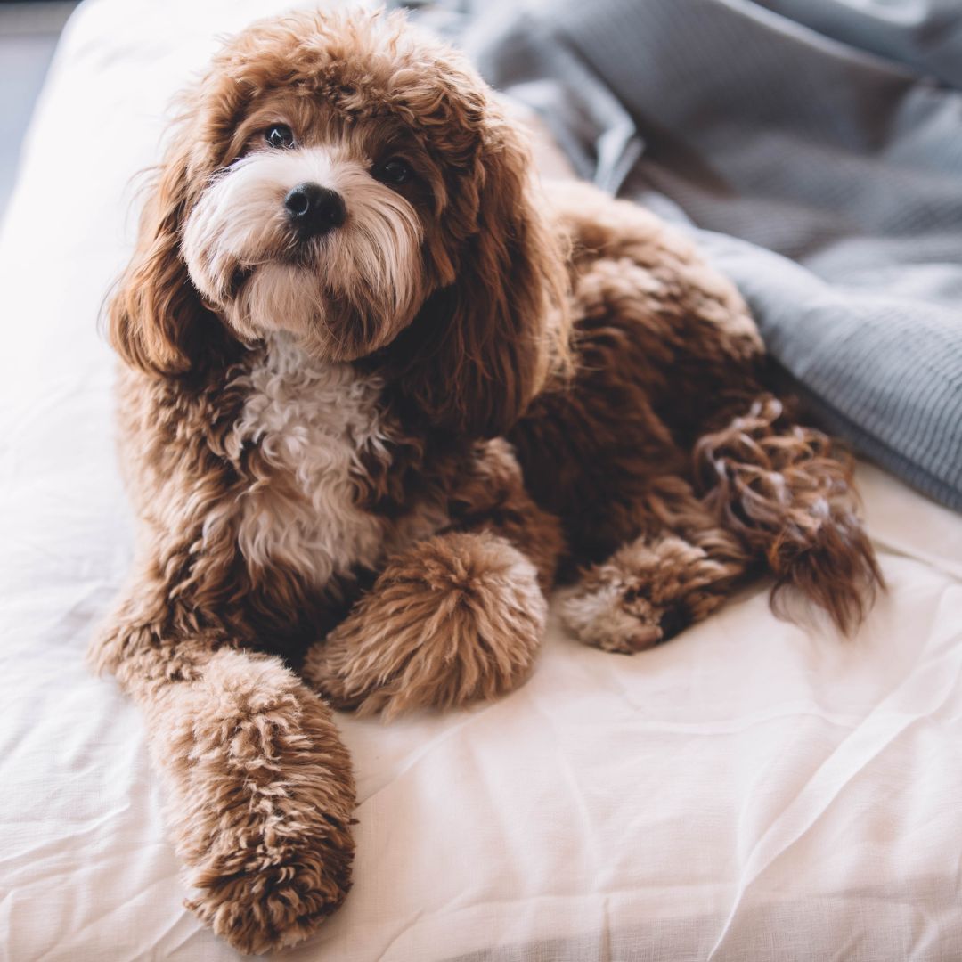a fluffy dog laying on a bed