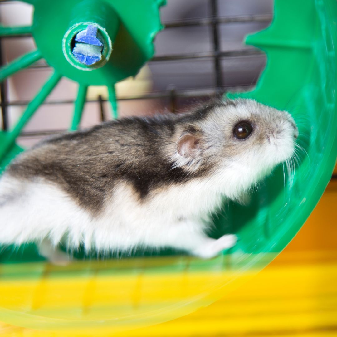 hamster running on wheel