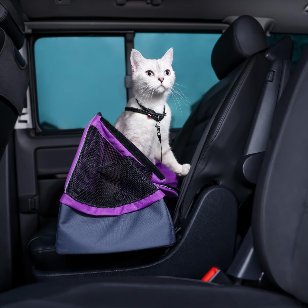 A cat in a back seat coming out of a carrier.
