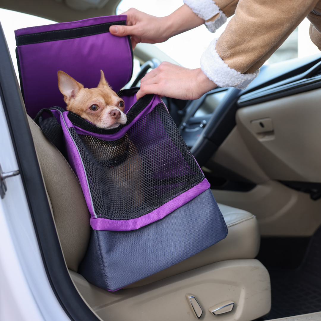 A dog in a back seat coming out of a carrier.