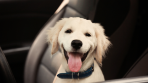 Happy dog on a car seat