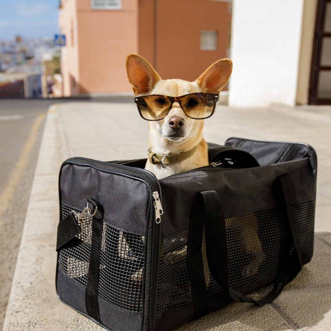 A dog wearing sunglasses in a carrier