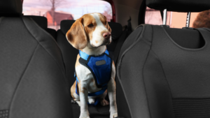A dog in a back seat