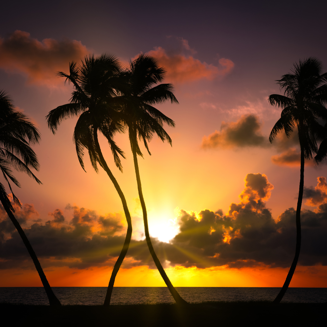 a beautiful sun set with palm trees