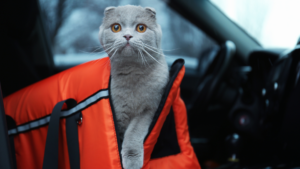 A cat in a carrier in a car