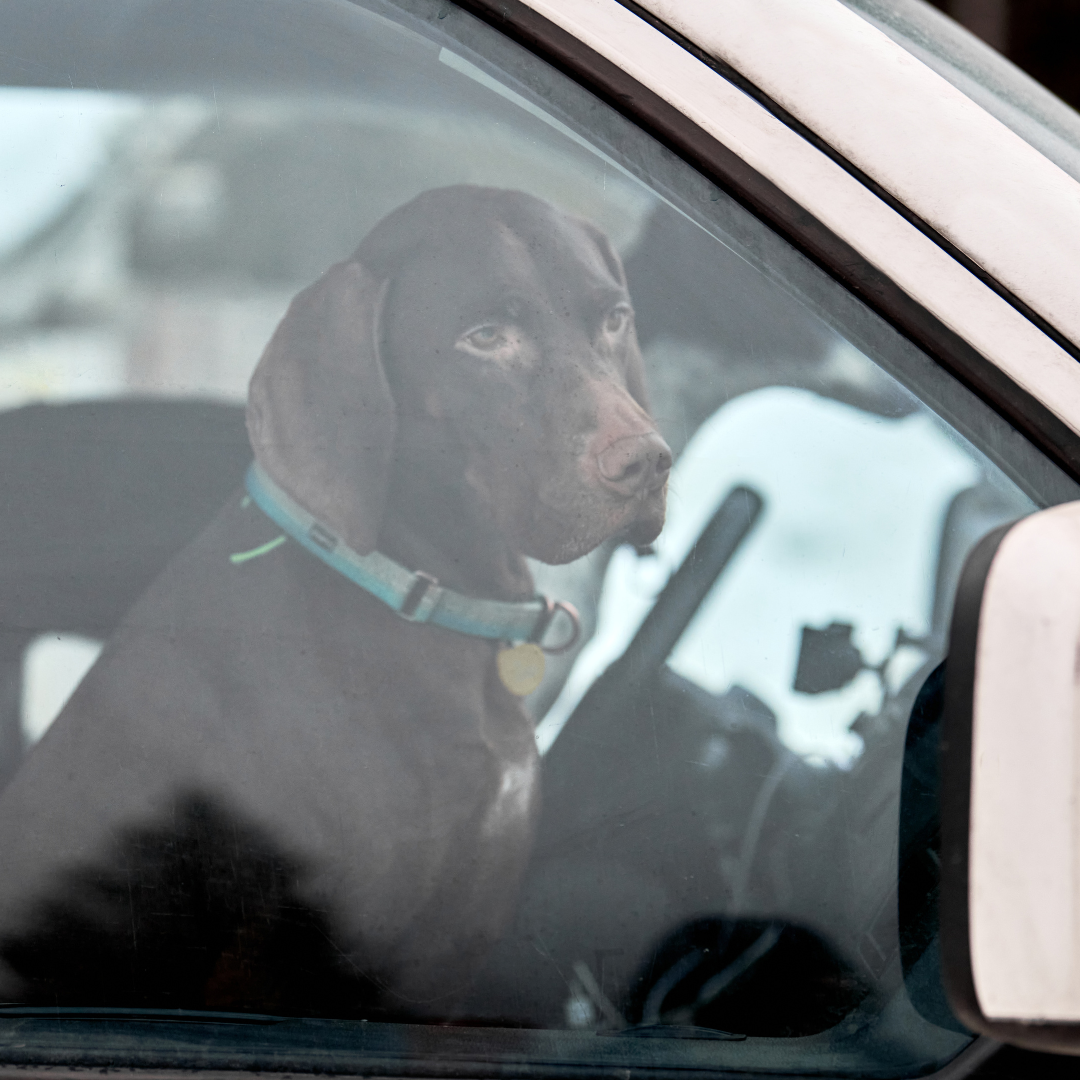 a dog sitting in a car