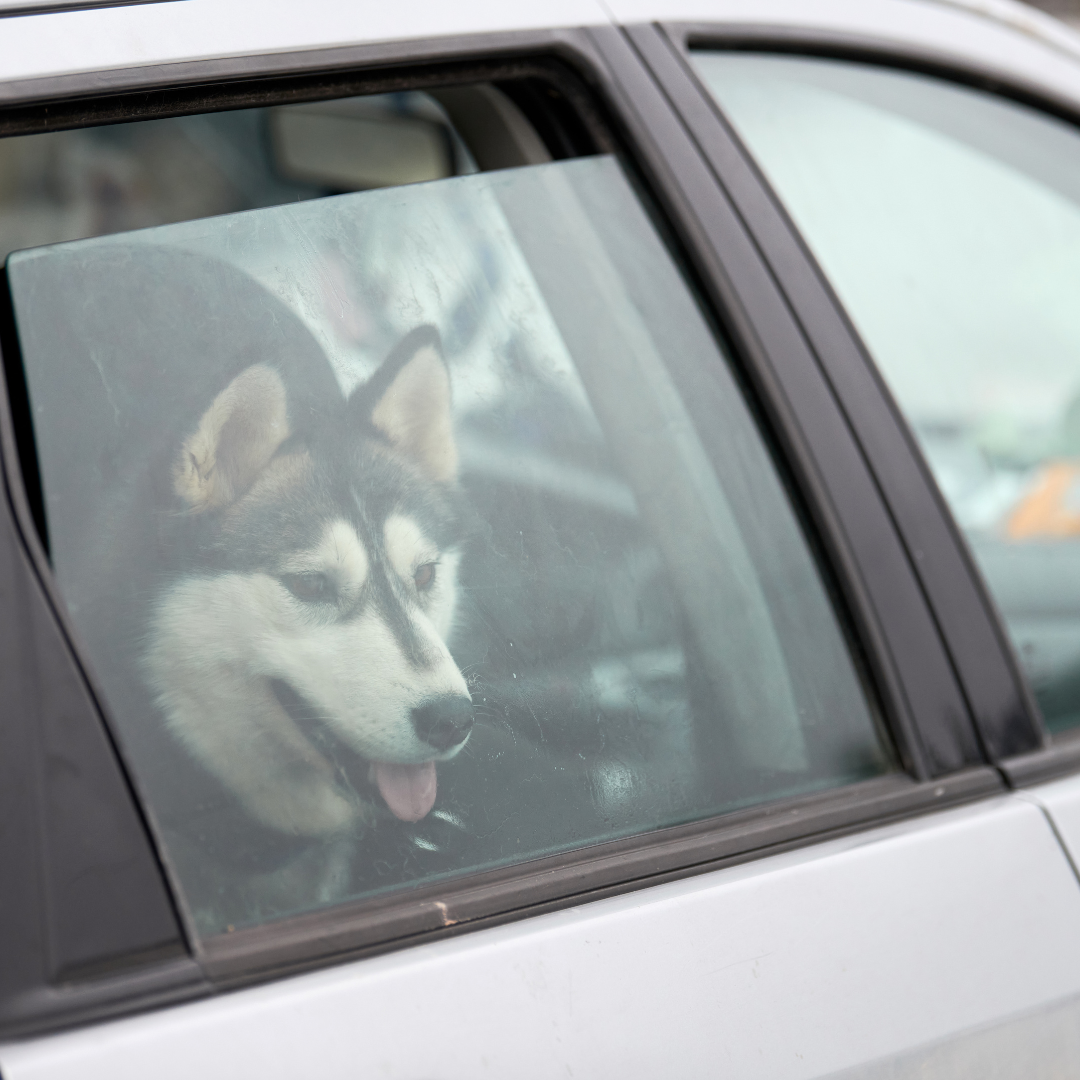 A dog looking our the window of a car