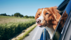 Dog with his head hanging out of the car window