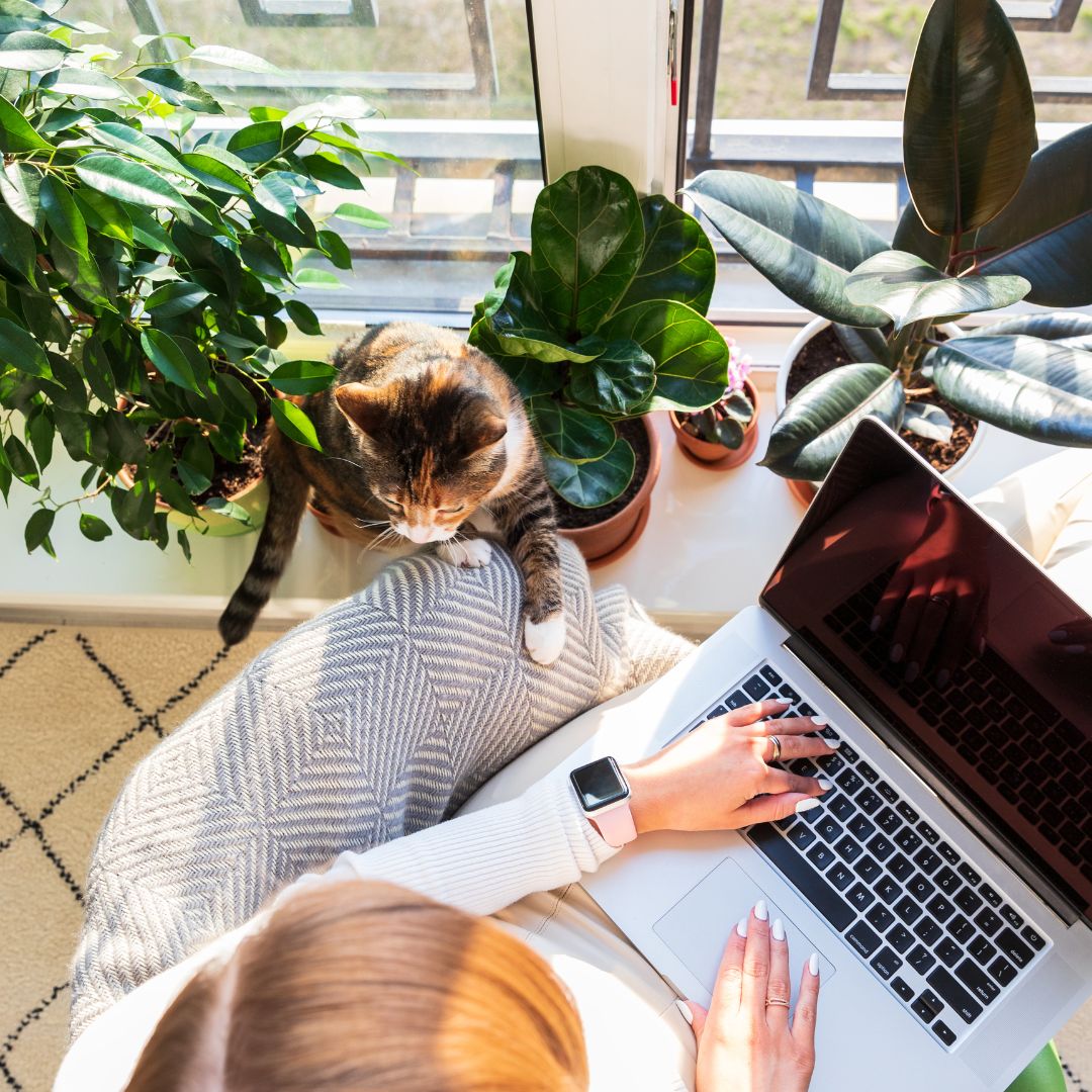 Person using a laptop while sitting by a cat