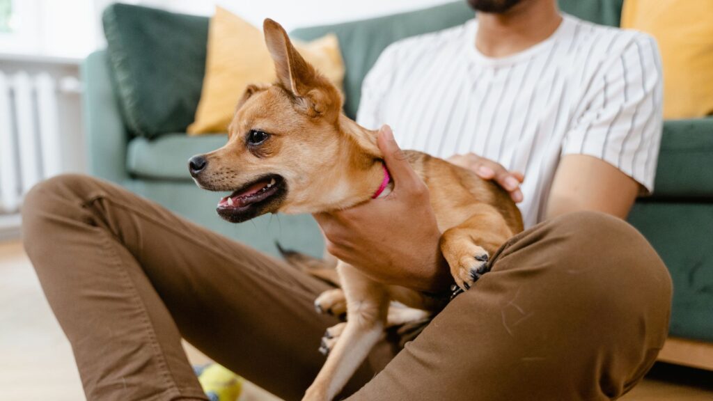 Person with dog on their lap