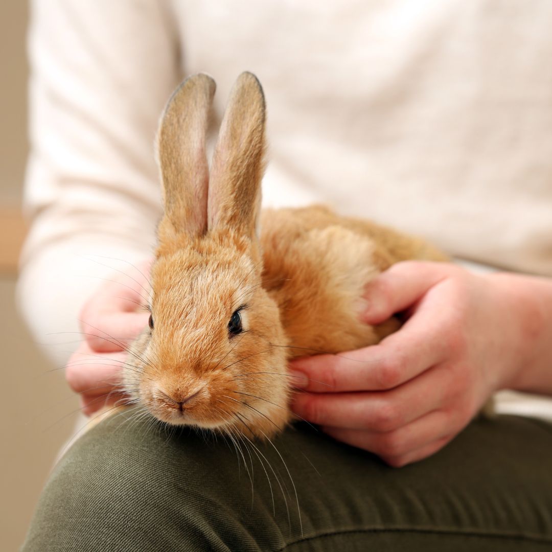 Closeup of a pet rabbit sitting on a person's lap