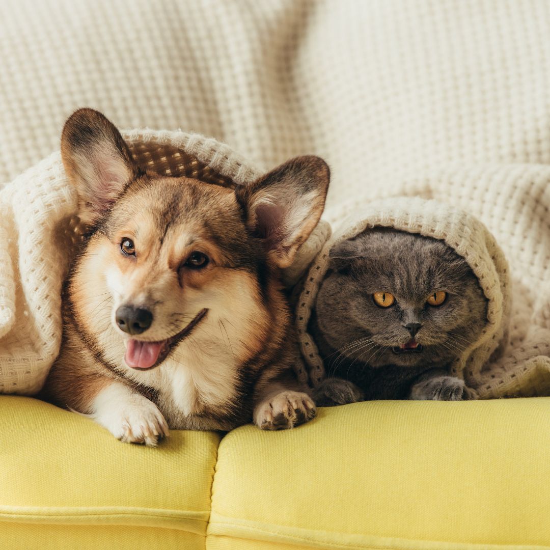 A cat and a dog under a blanket on a couch together