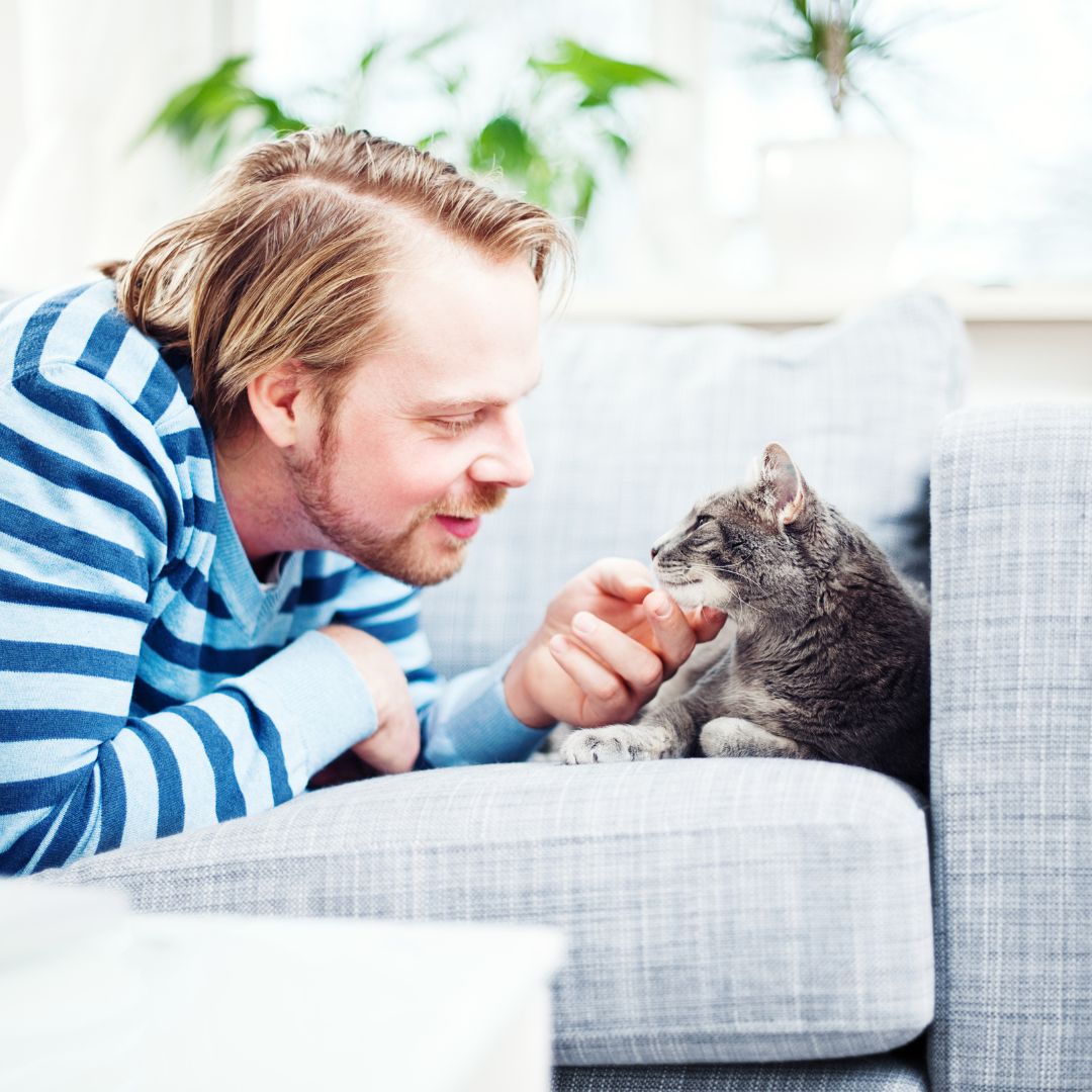 Person petting a cat on a couch