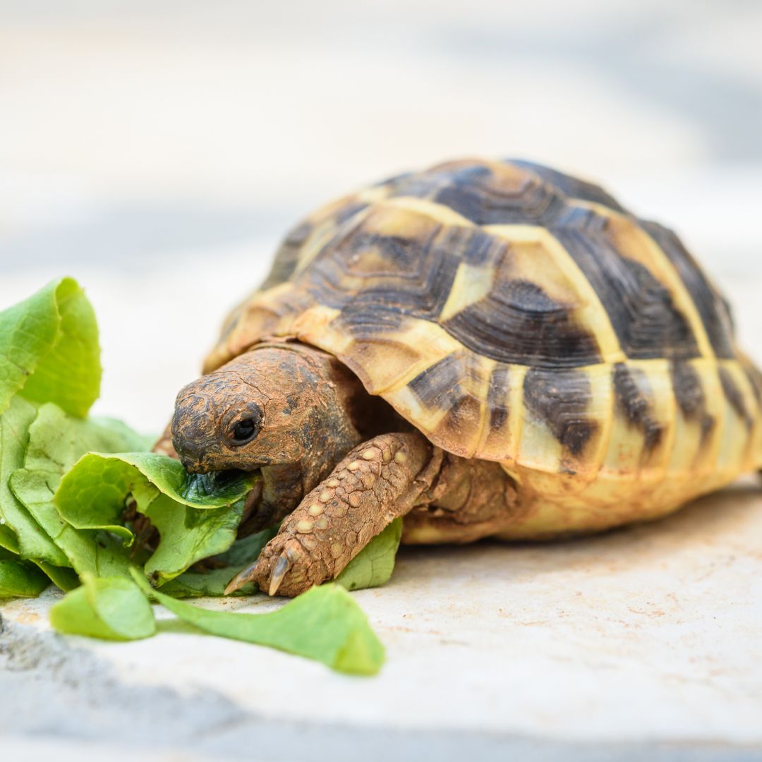 A pet turtle eating lettuce