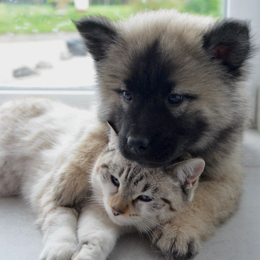 A puppy and a cat snuggling