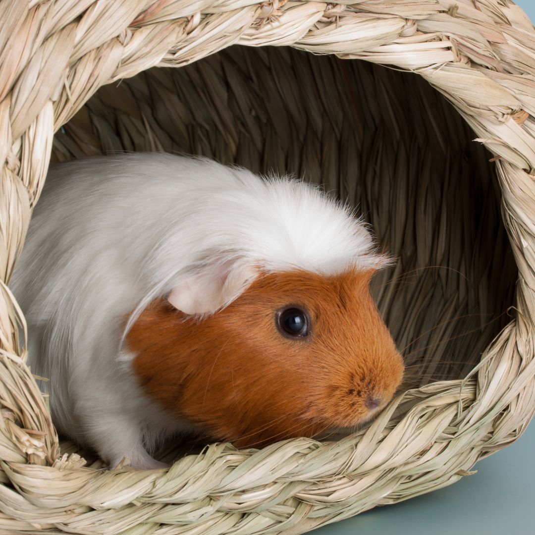 Closeup of a guinea pig in a woven straw cave