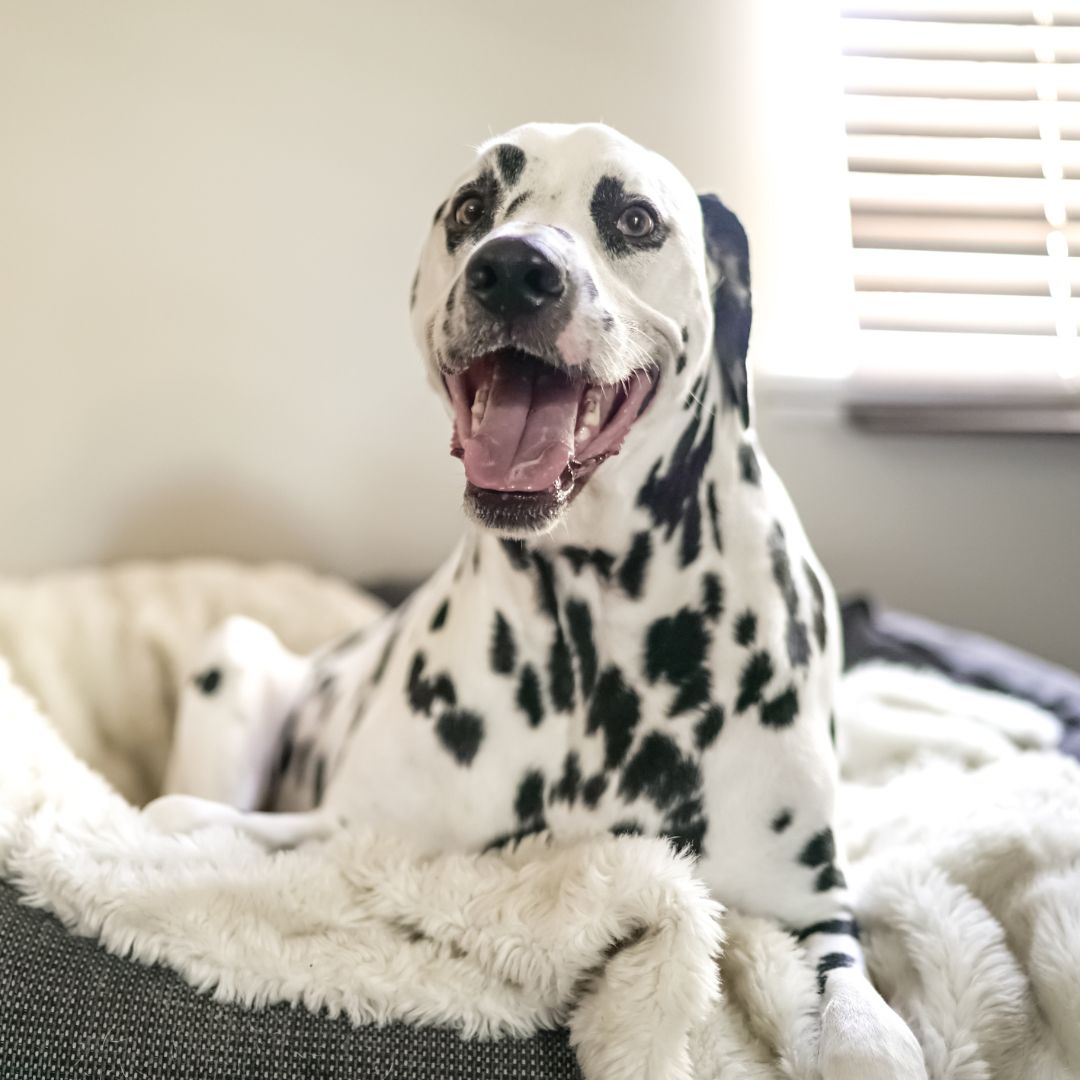 Happy Dalmatian on a dog bed