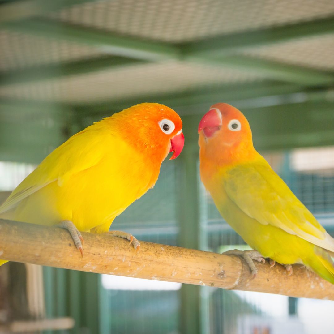 Two pet birds in an enclosure