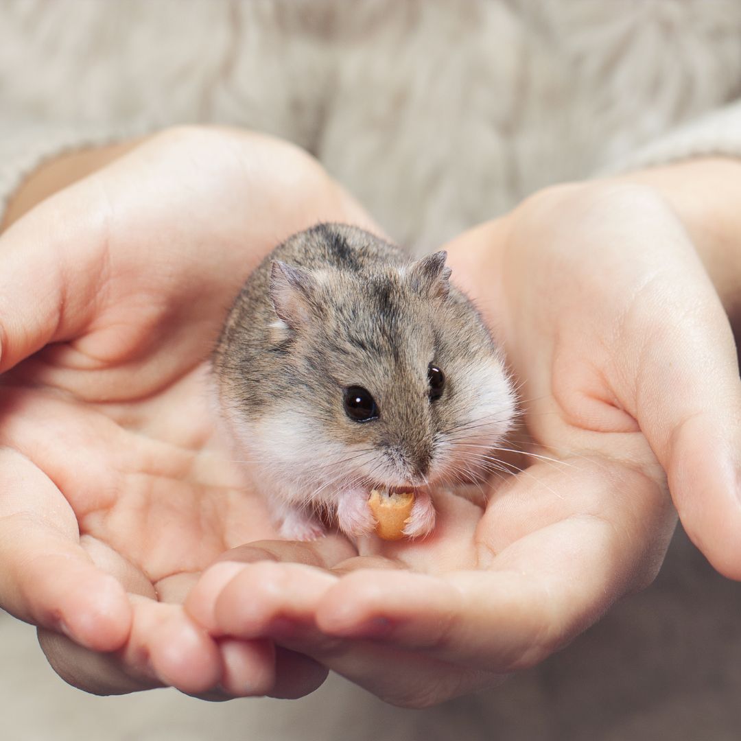 Closeup of a hamster eating a seed in a person's hands