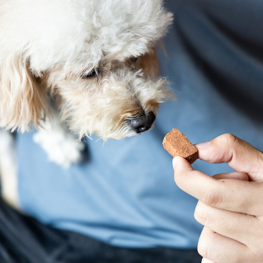 Person holding a treat up to a dog's nose