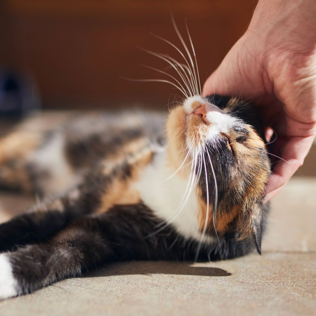 Person petting a cat's head