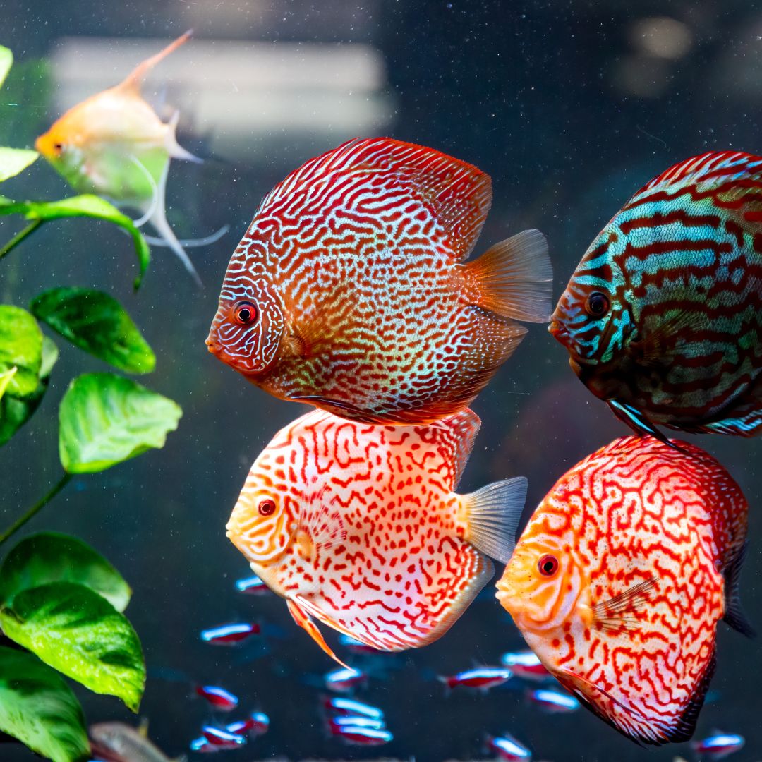 School of fish in an aquarium