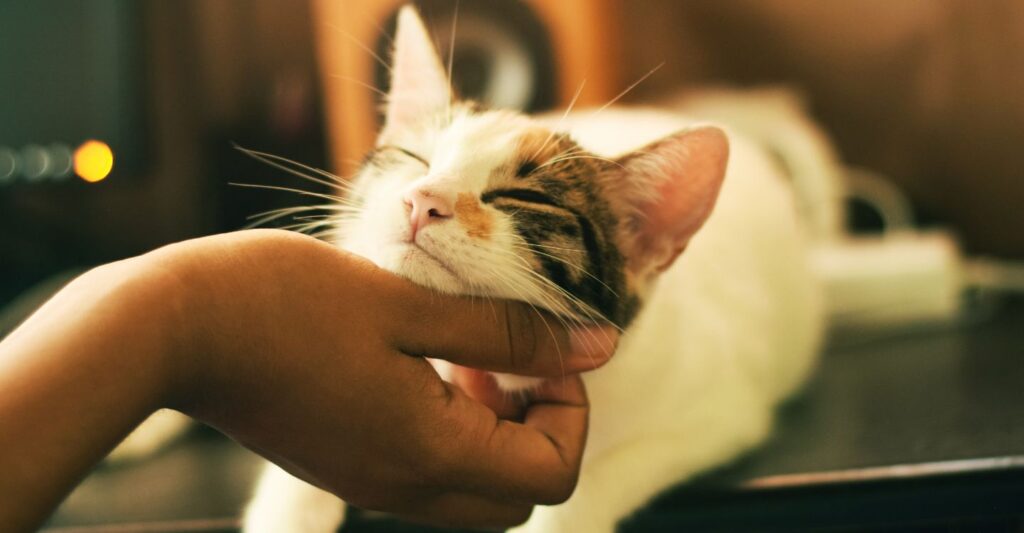 a cat getting it's chin scratched