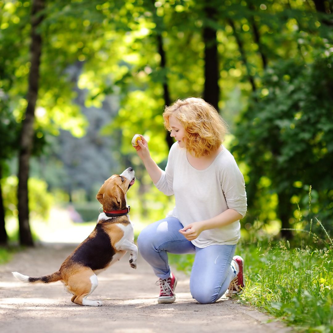 Tips for Choosing the Right Pet Sitter in N Richmond 1