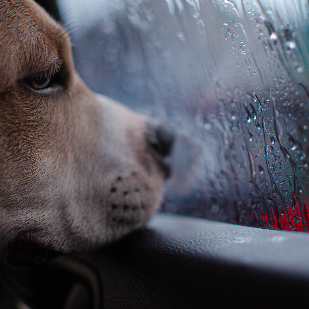 Dog looking out of a car window