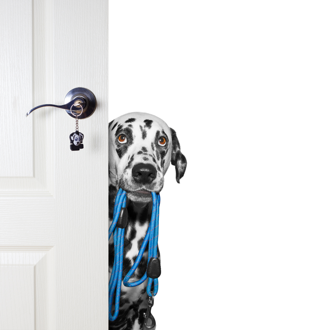 Dog coming through the door holding his leash