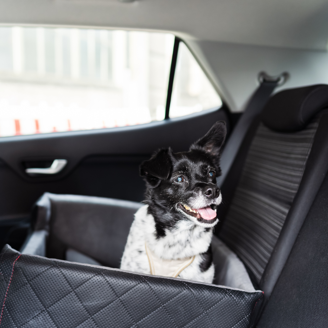 A dog in a back seat carrier.