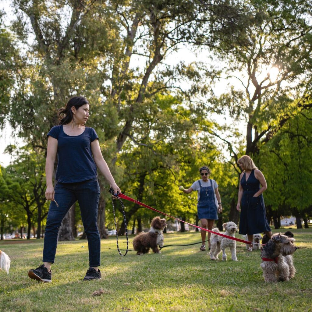 Professional Dog Walking Services in North Richmond, TX Fetch! Pet Care