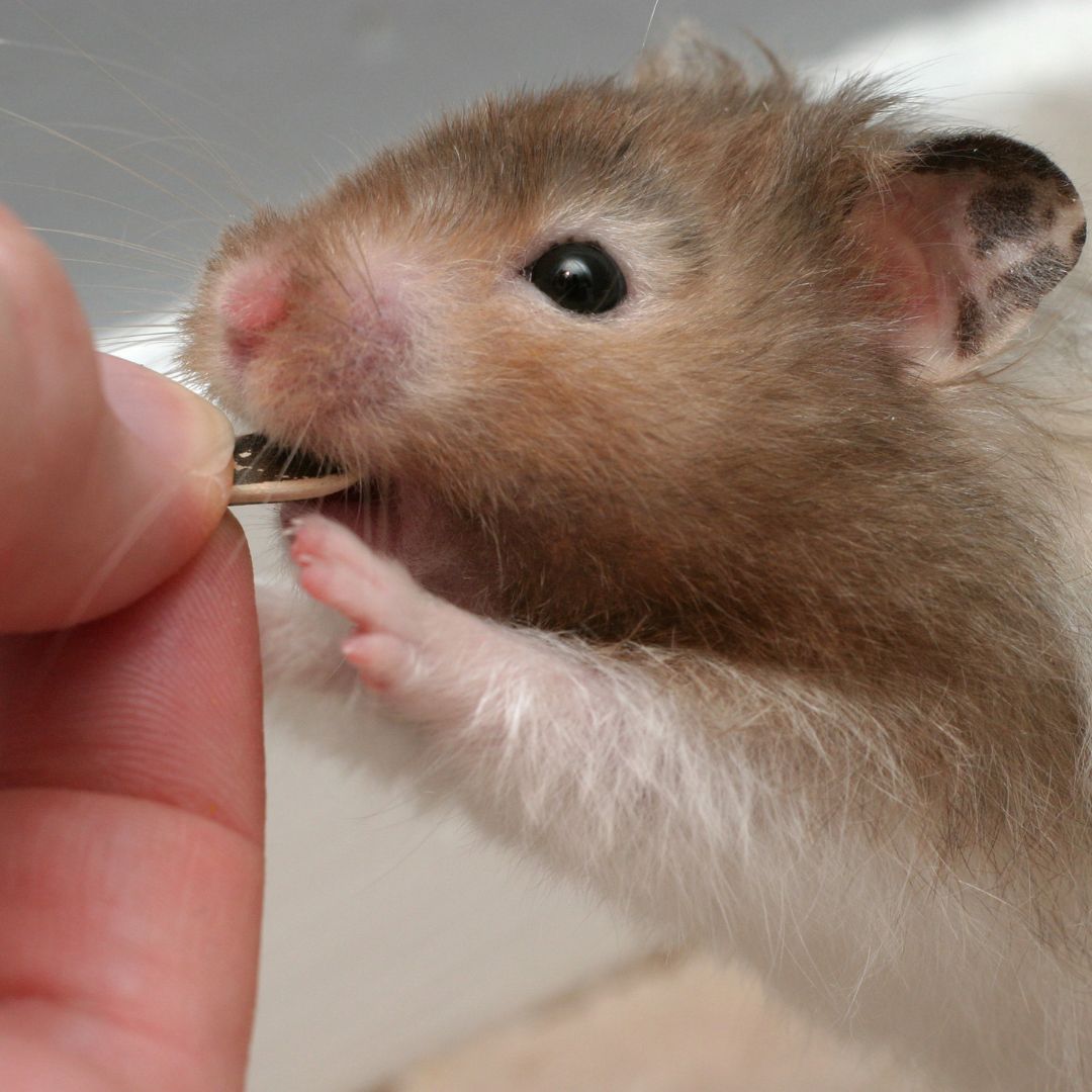 a gerbil being fed a sunflower seed