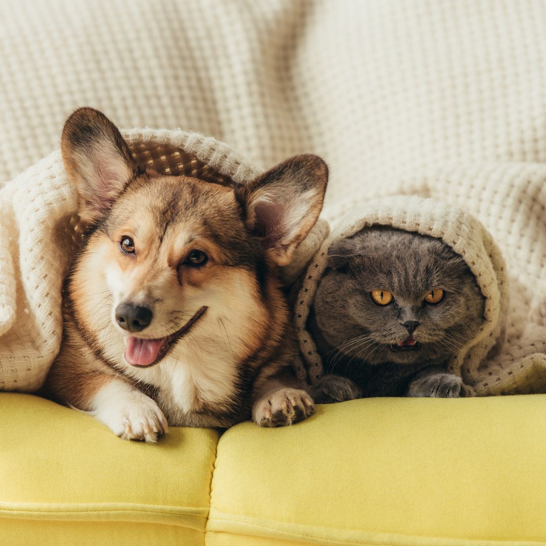 a corgi and cat laying under a blanket
