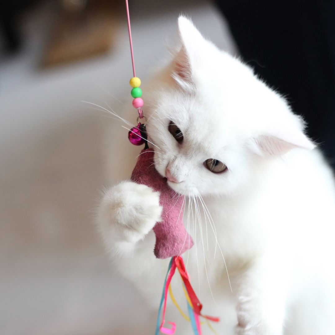 a cat playing with a mouse toy