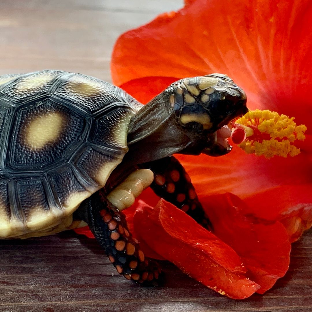 a pet turtle eating a hibiscus flower