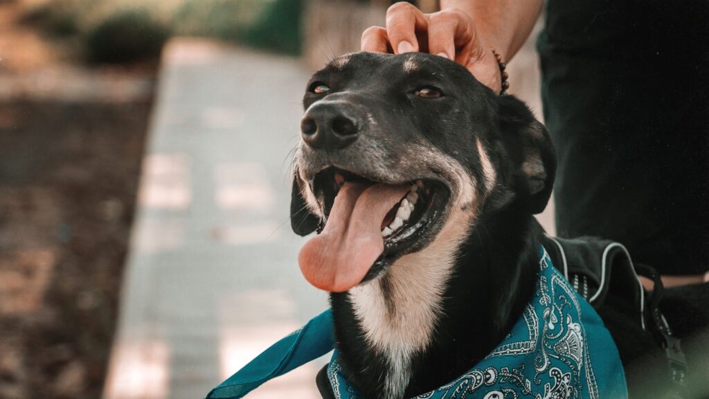 Dog with a happy expression wearing a bandana
