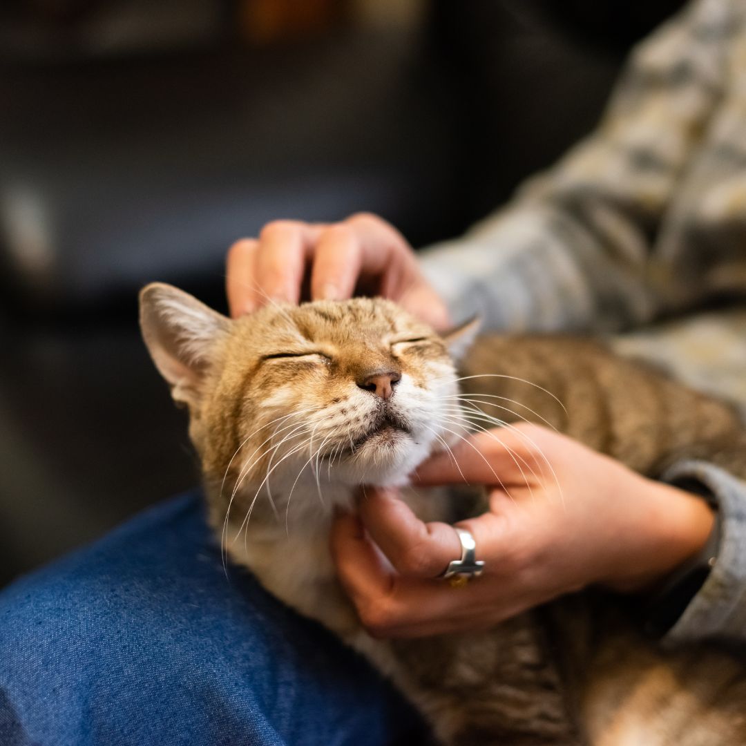 a cat getting pet on a persons lap